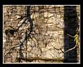 Ismes
